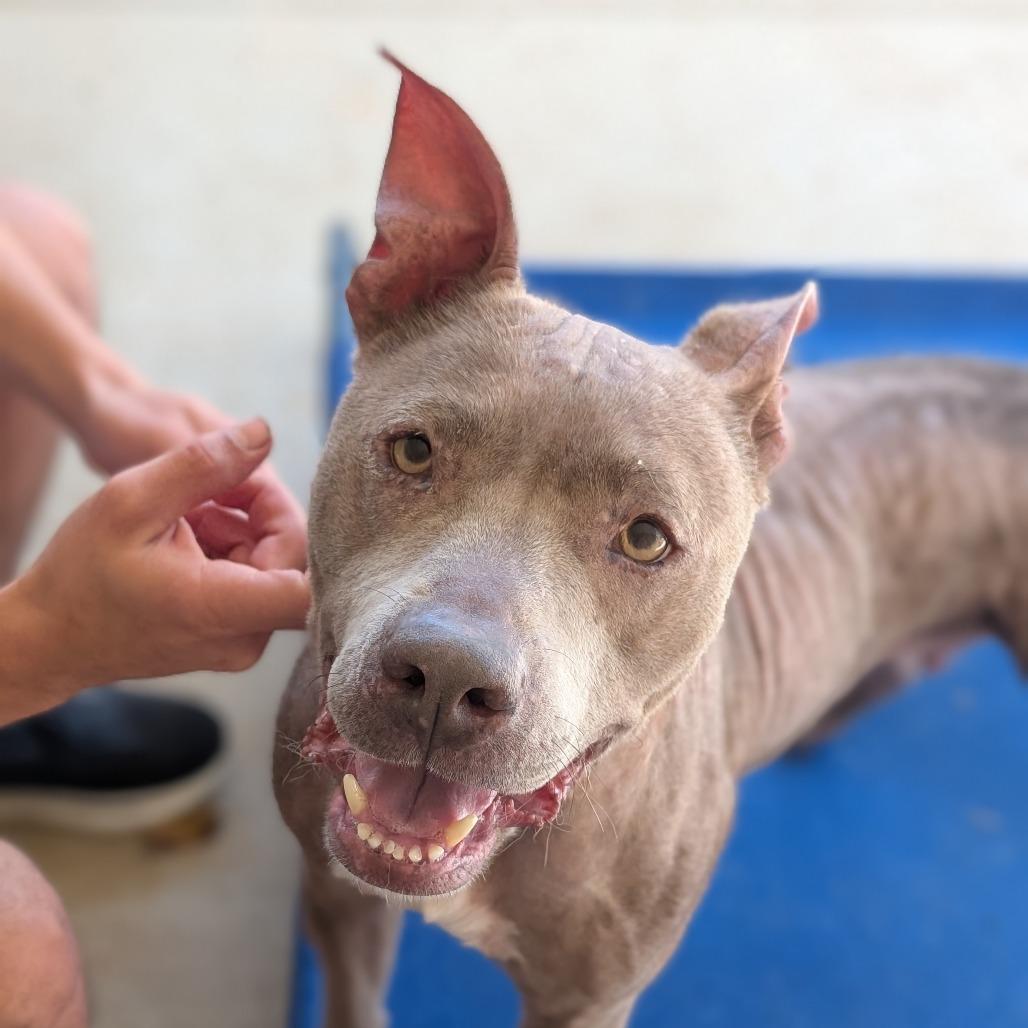 Enlarge Sheba(BAS), a Adoptable mixed breed in Lenoir, NC image 5/6