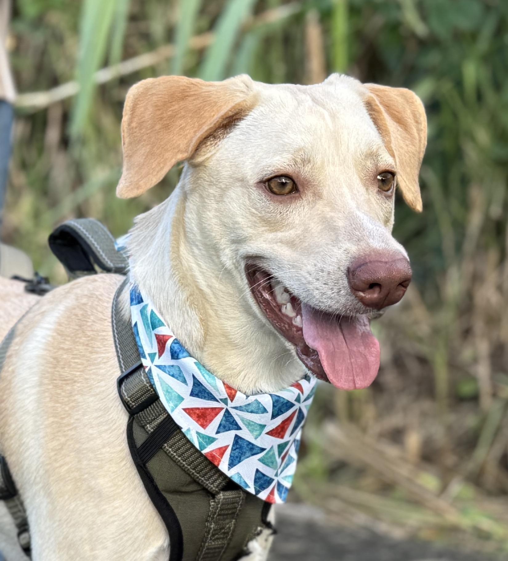 Sunny, ADOPTABLE, Young Male Labrador Retriever.