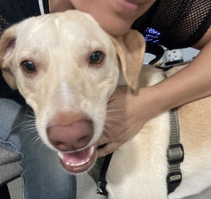 Sunny, a ADOPTABLE mixed breed in Huntington, NY image 2/3