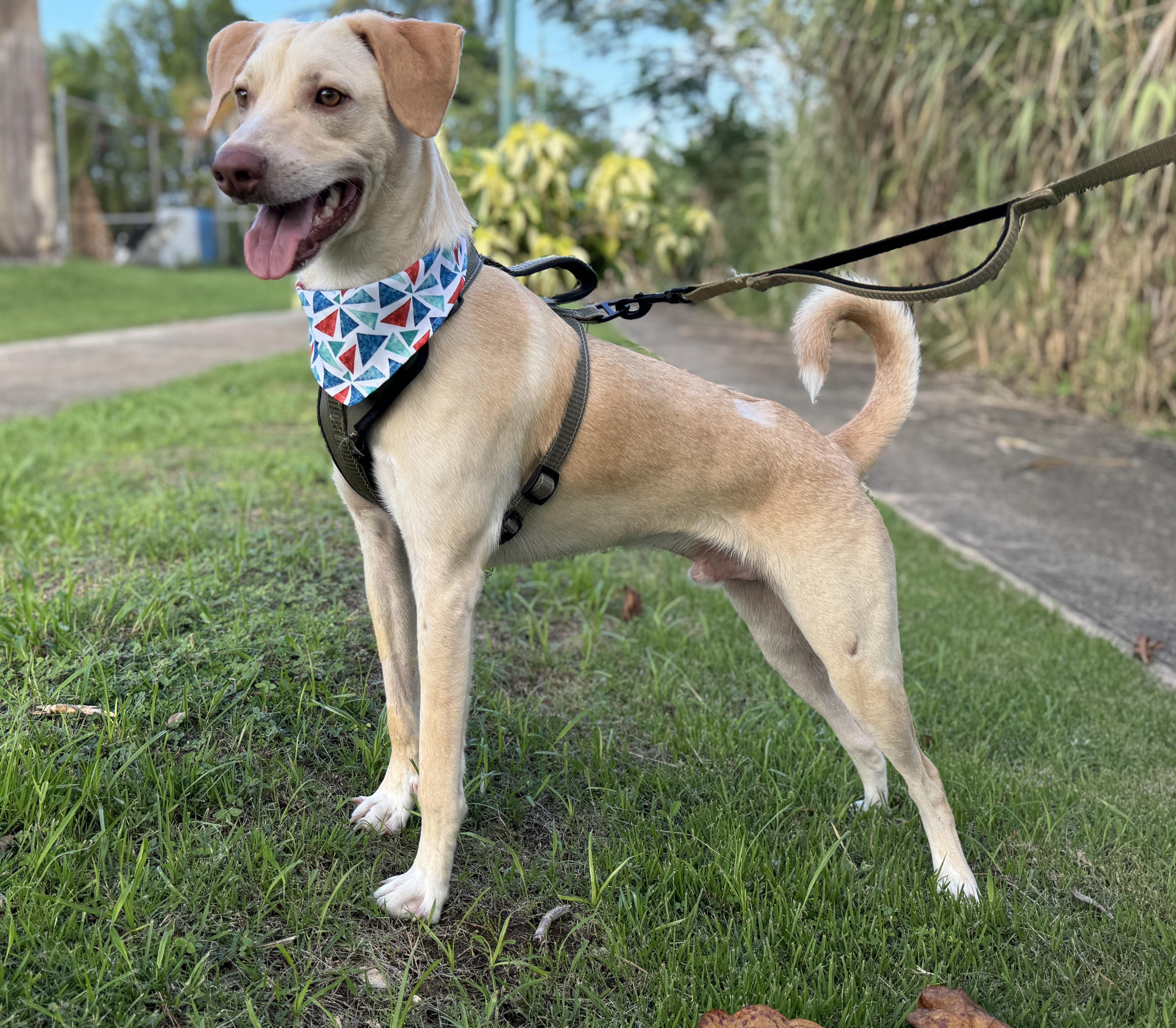 Sunny, a ADOPTABLE mixed breed in Huntington, NY image 3/3