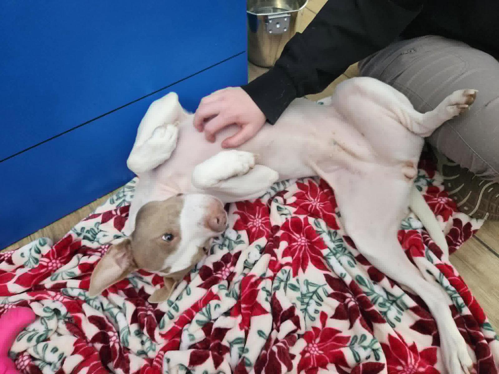 Molly, Adoptable, Young Female Pit Bull Terrier.