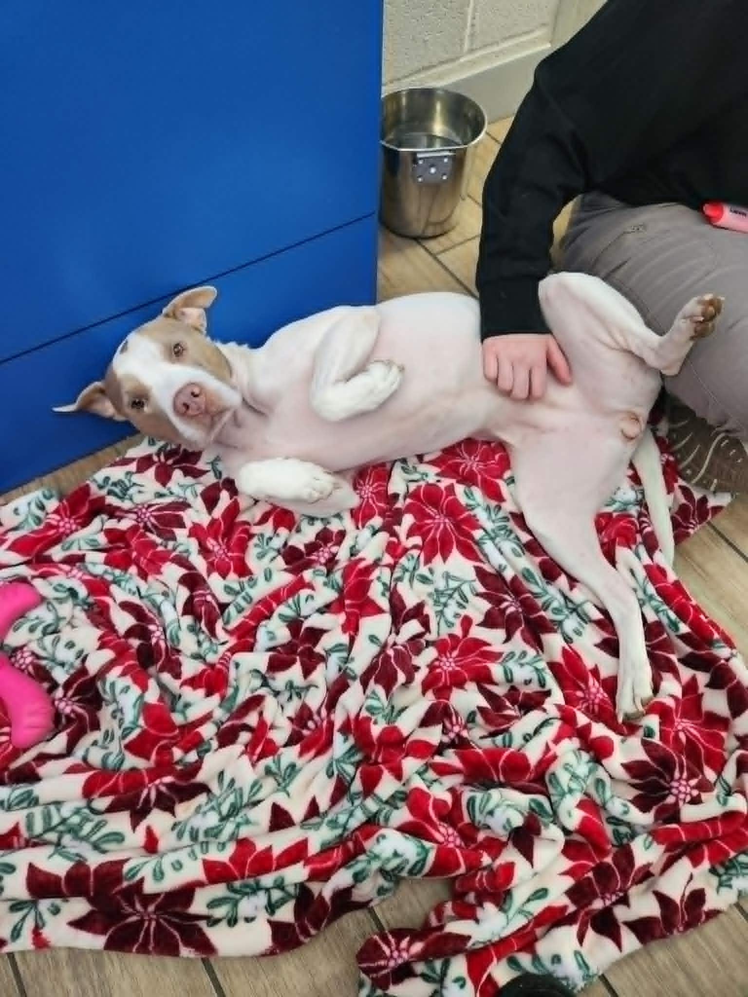 Enlarge Molly, a Adoptable Pit Bull Terrier in Rowlett, TX image 2/3