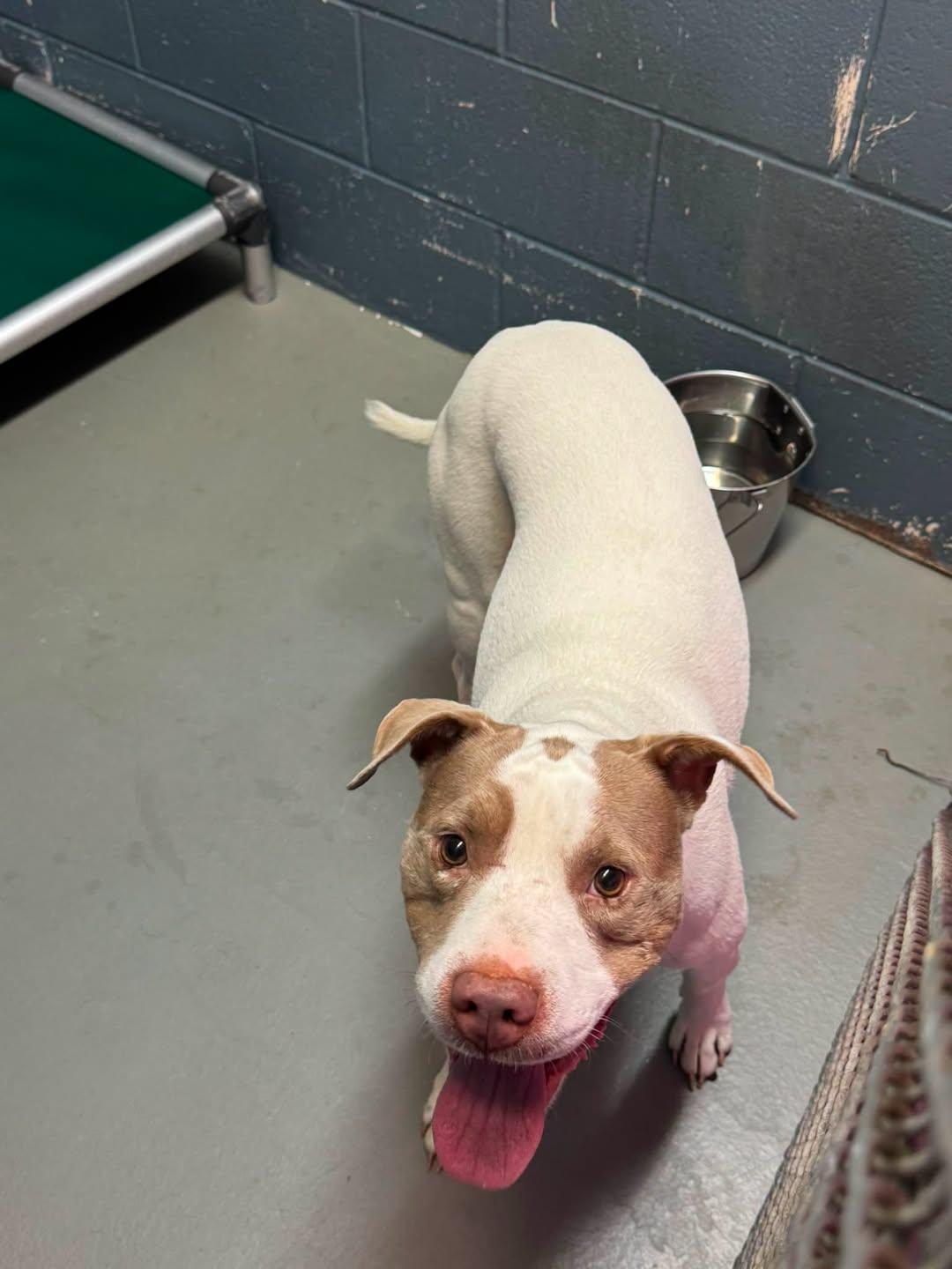 Enlarge Molly, a Adoptable Pit Bull Terrier in Rowlett, TX image 3/3
