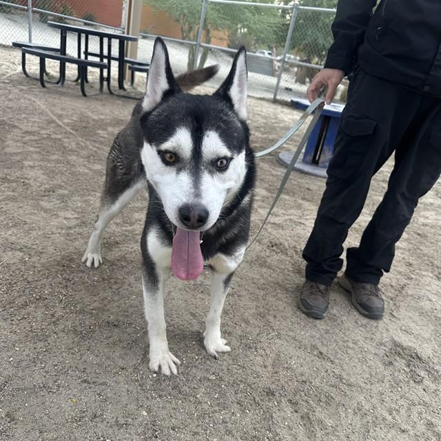 Enlarge RUFUS, a Adoptable Siberian Husky in Thousand Palms, CA image 1/1
