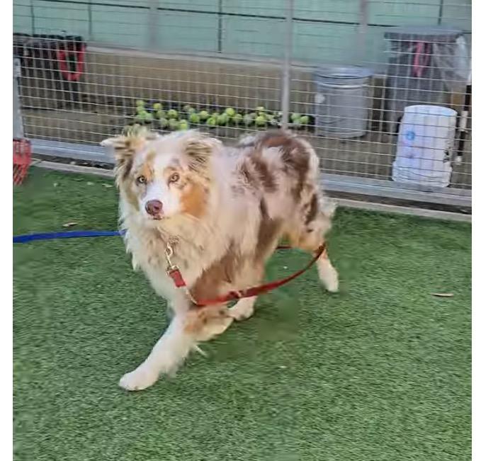 CIMARRON, Adoptable, Adult Male Australian Shepherd.