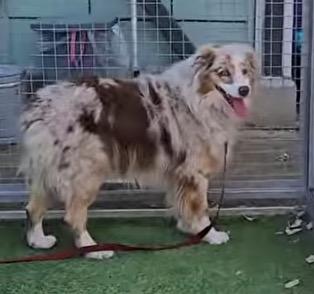 CIMARRON, Adoptable, Adult Male Australian Shepherd.
