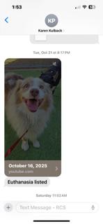 Enlarge CIMARRON, a Adoptable Australian Shepherd in Norco, CA image 4/4