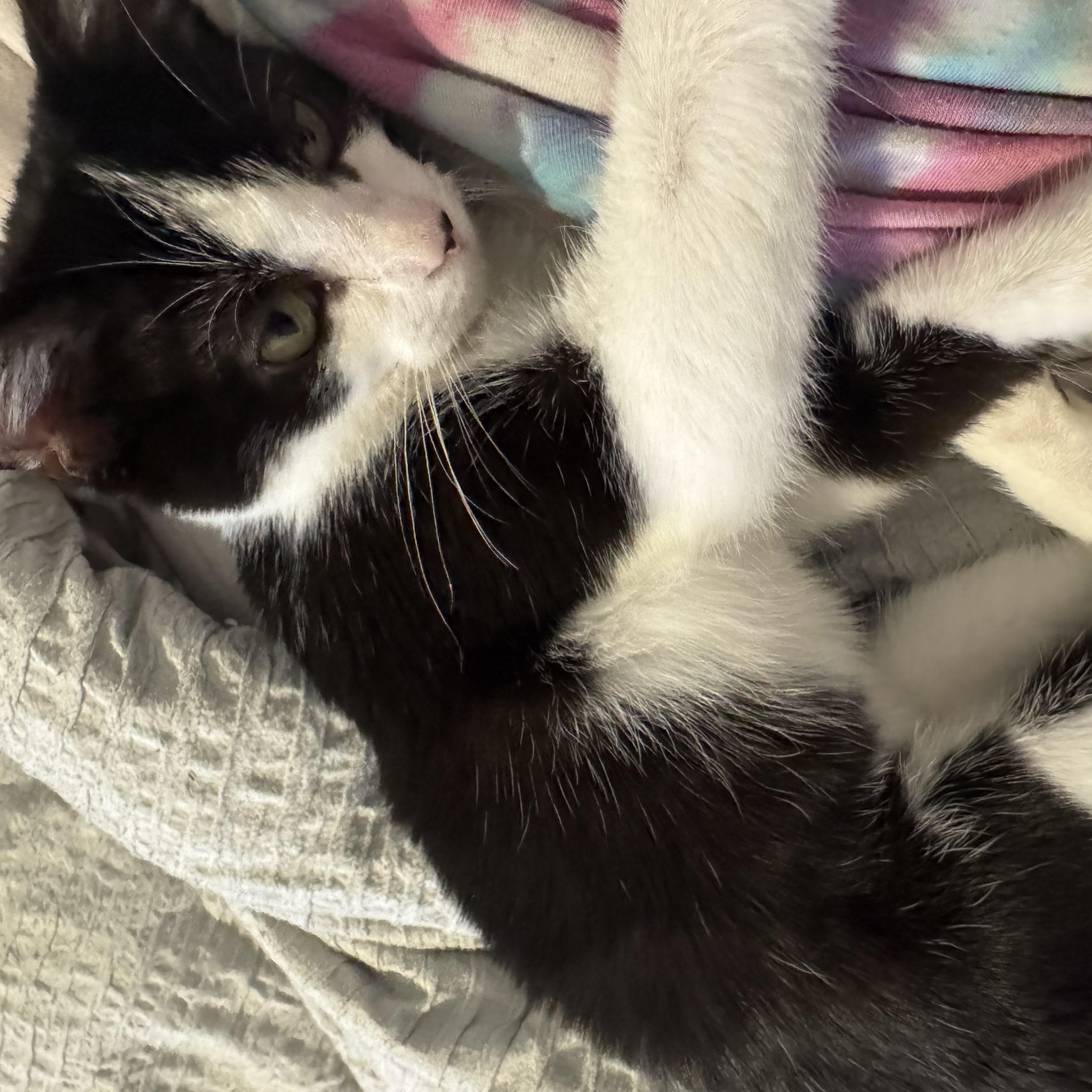 Iris, a Adoptable Domestic Short Hair in Hendersonville, TN image 1/3