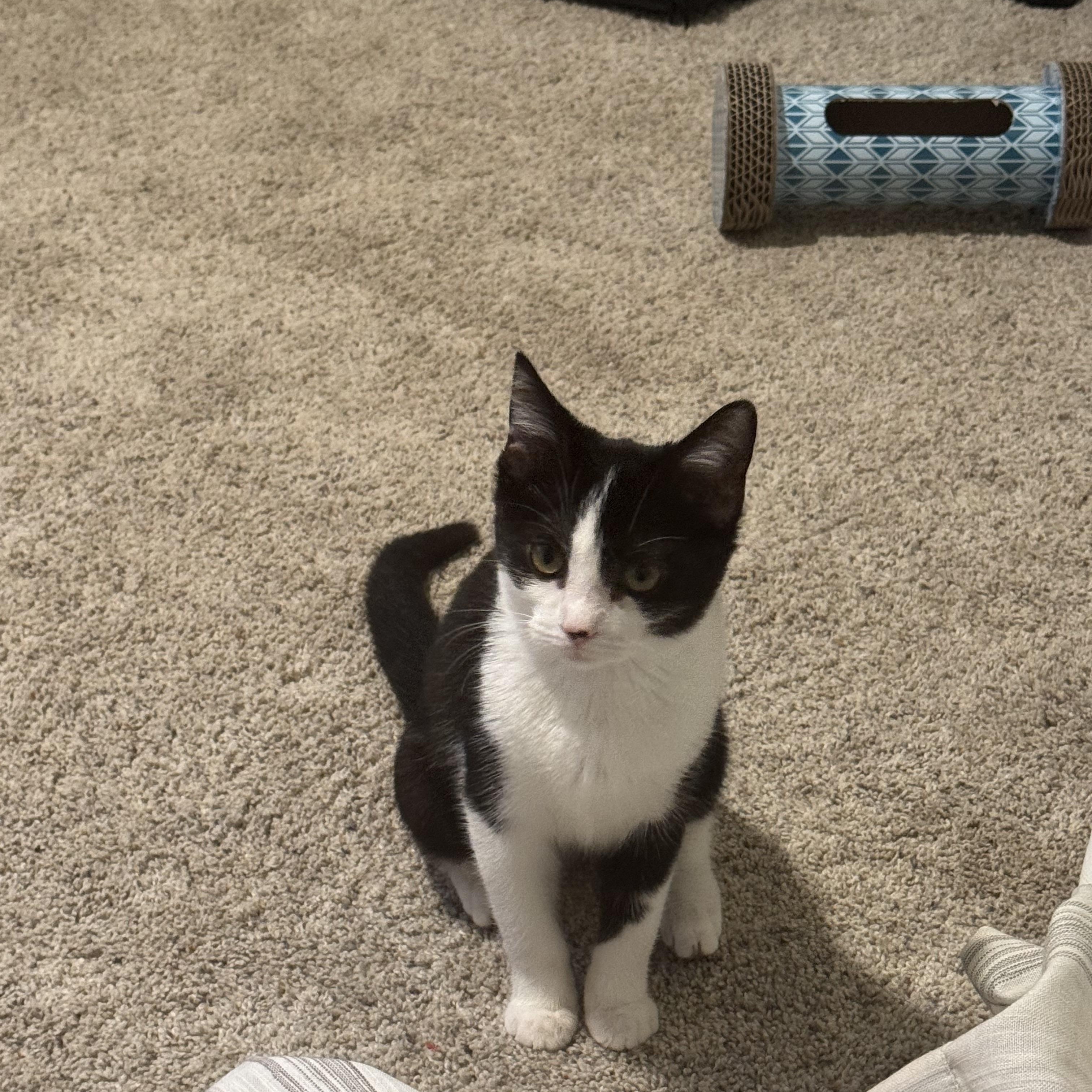 Iris, a Adoptable Domestic Short Hair in Hendersonville, TN image 2/3