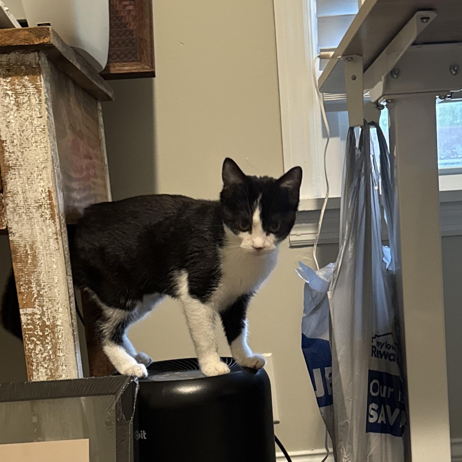 Iris, a Adoptable Domestic Short Hair in Hendersonville, TN image 3/3