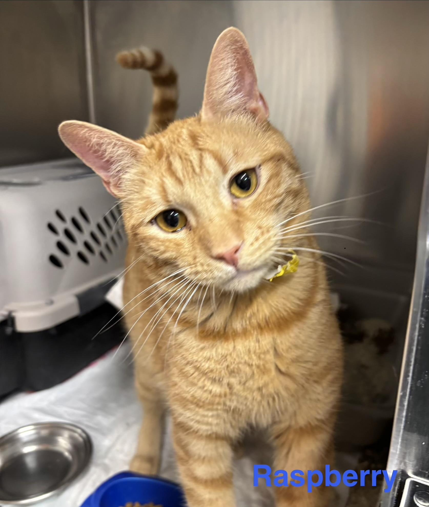 Raspberry, ADOPTABLE, Adult Male Tabby.