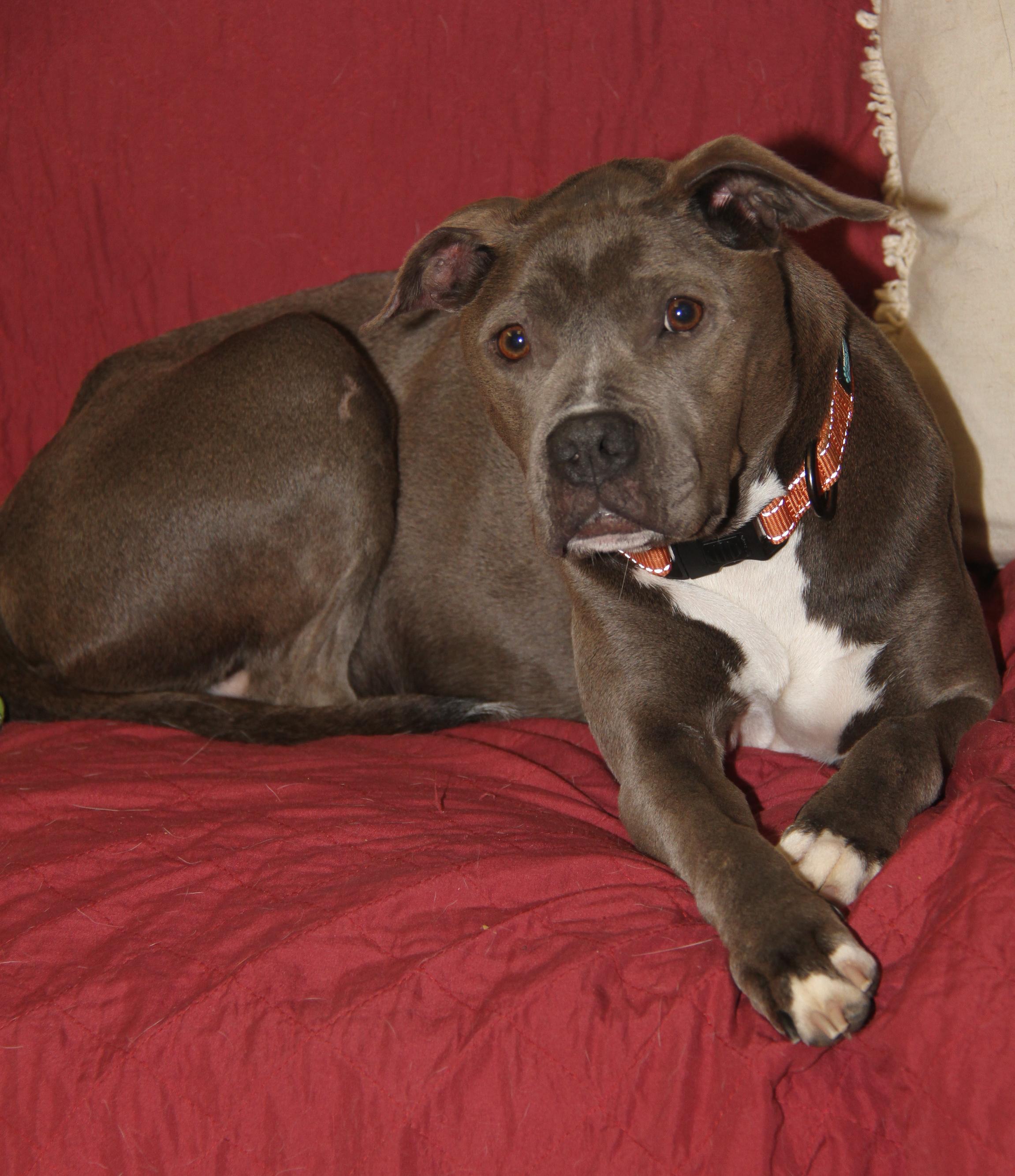 Valley (Spayed) (Special Needs) (Photos 5/27/2025) photo 4