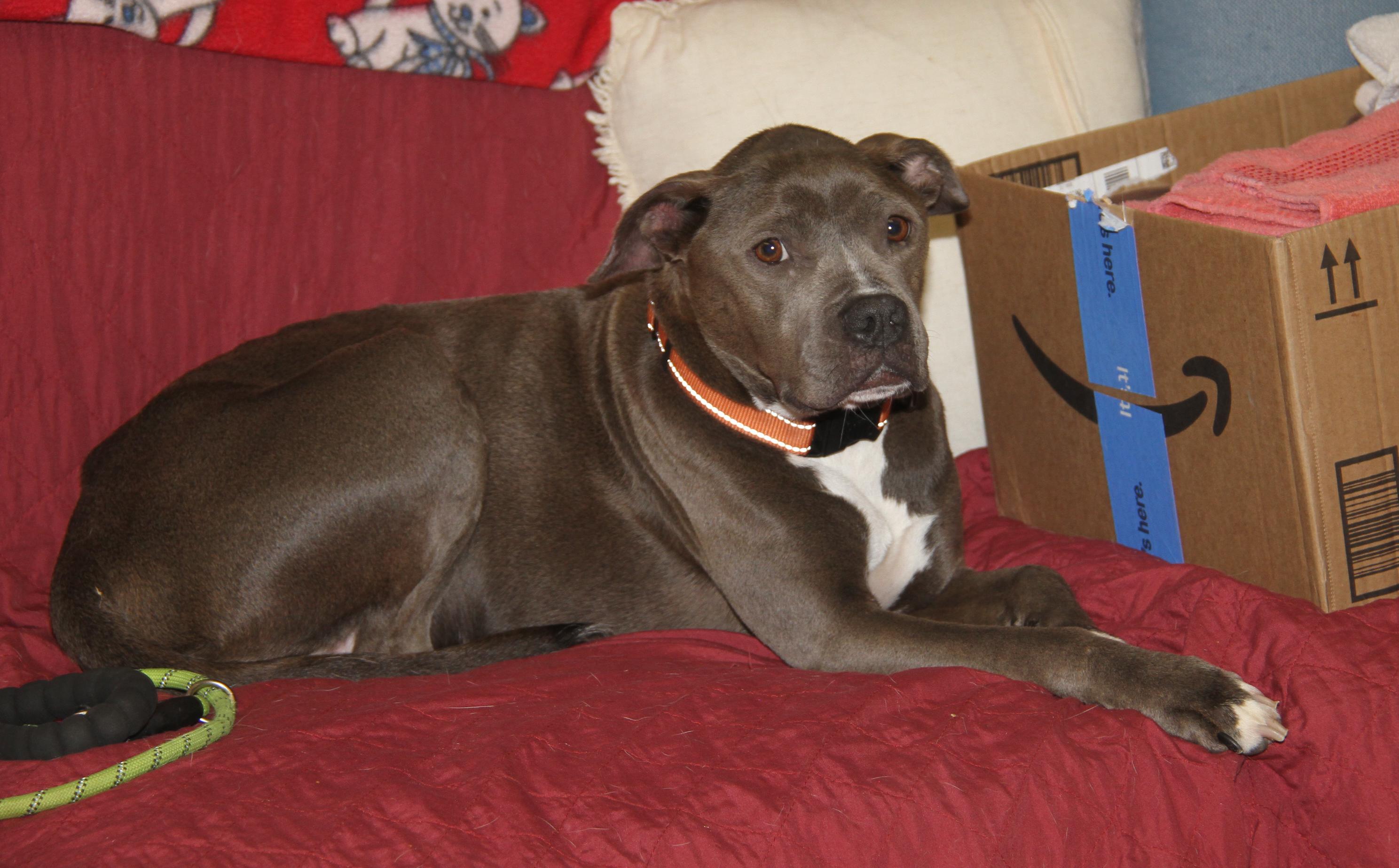 Valley (Spayed) (Special Needs) (Photos 5/27/2025) photo 3