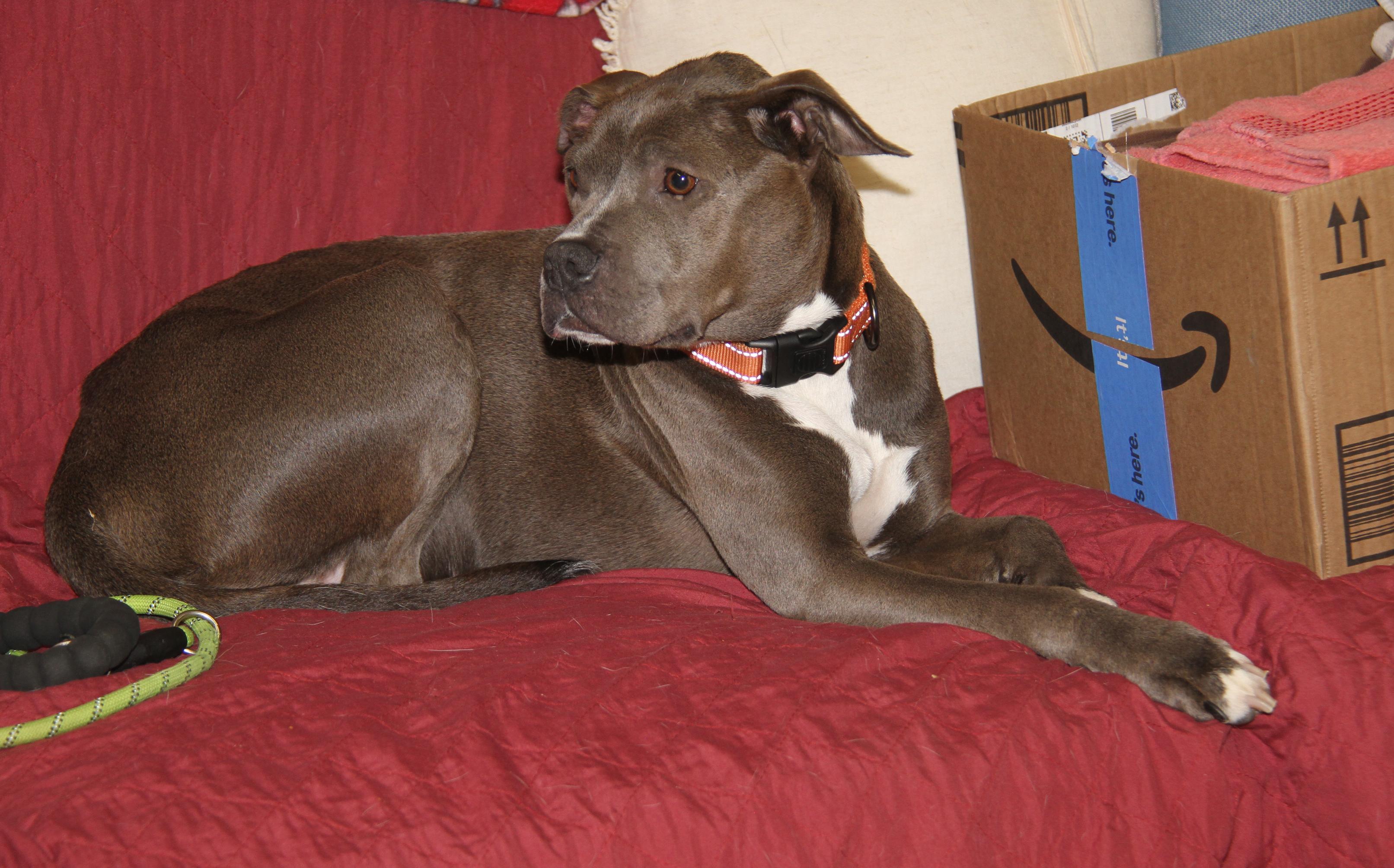 Valley (Spayed) (Special Needs) (Photos 5/27/2025) photo 5