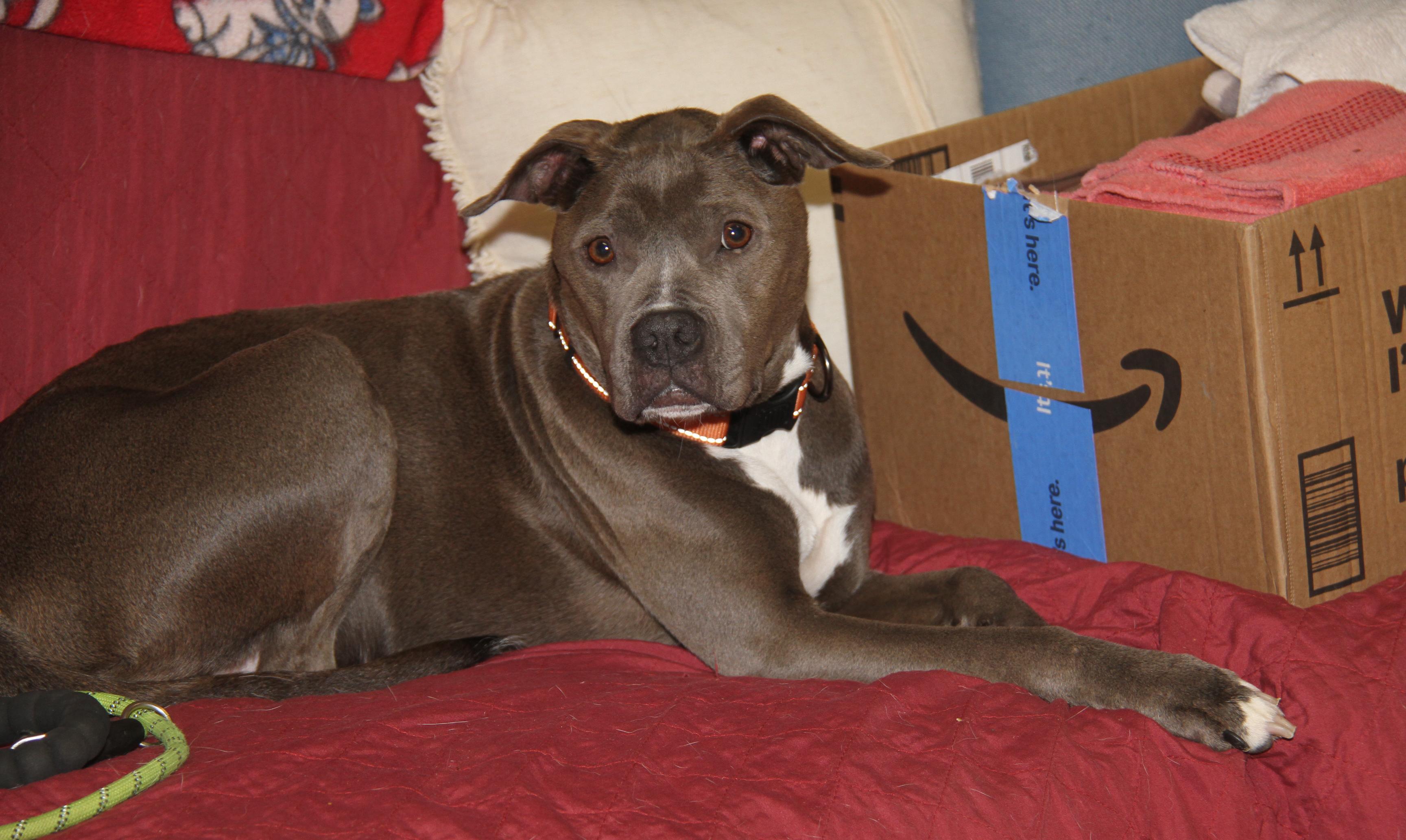 Valley (Spayed) (Special Needs) (Photos 5/27/2025) photo 2