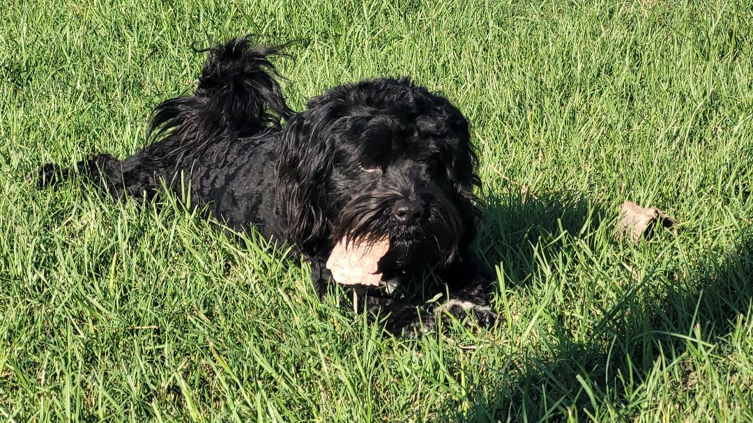 Poodle mix