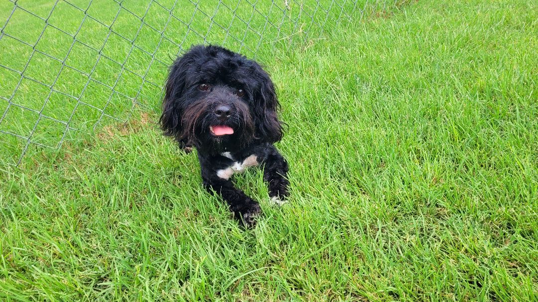 Poodle mix