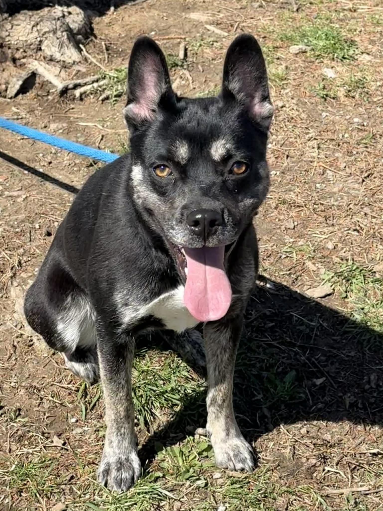 Enlarge Aster, an adopted mixed breed in Springfield, IL image 1/3