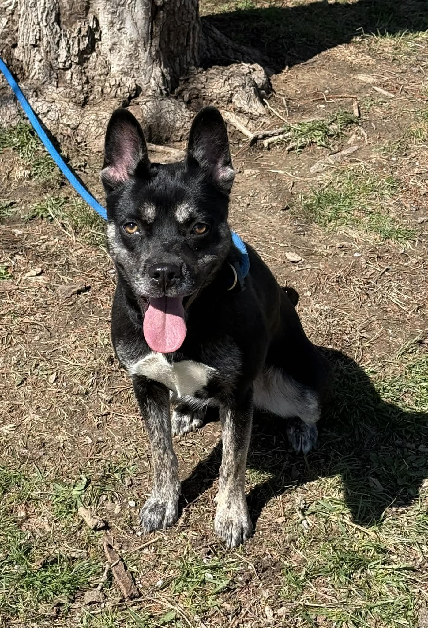 Enlarge Aster, an adopted mixed breed in Springfield, IL image 3/3