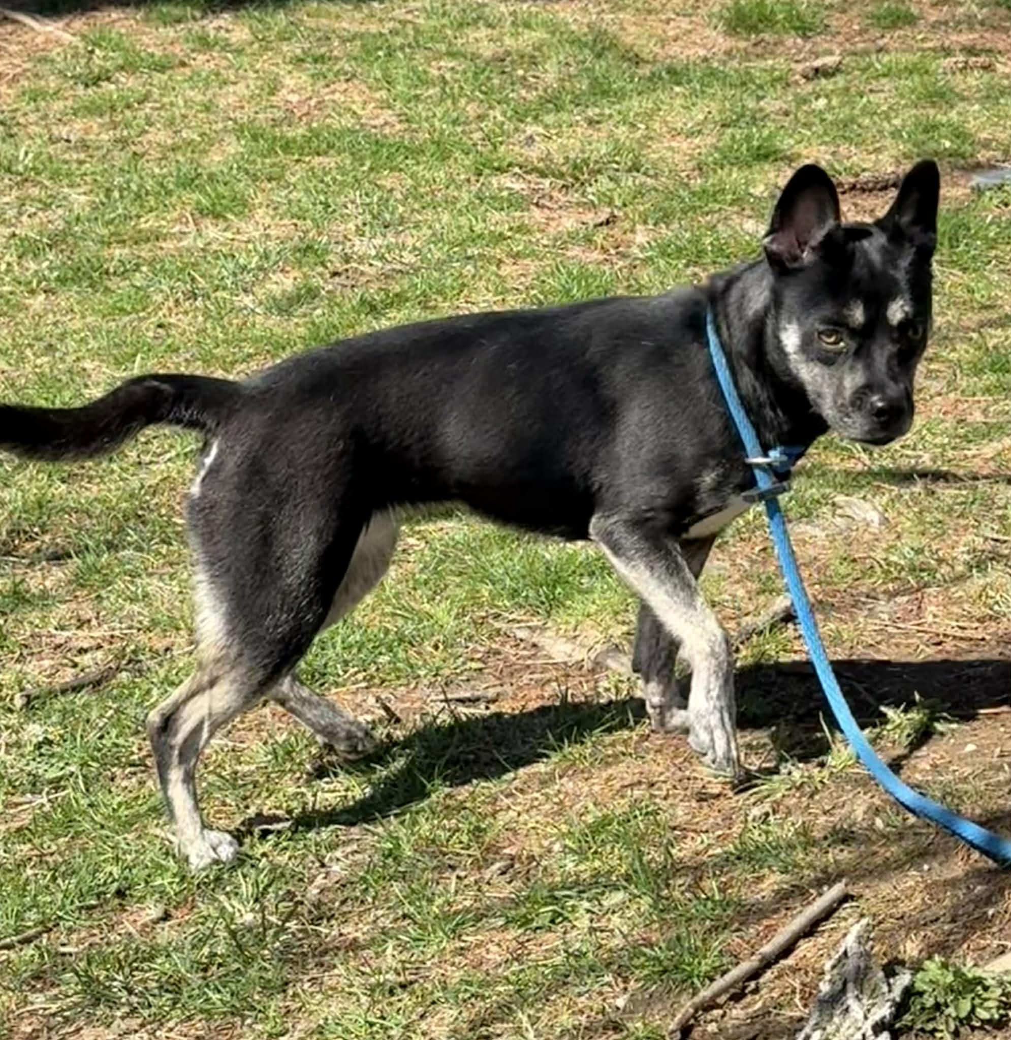Enlarge Aster, an adopted mixed breed in Springfield, IL image 2/3