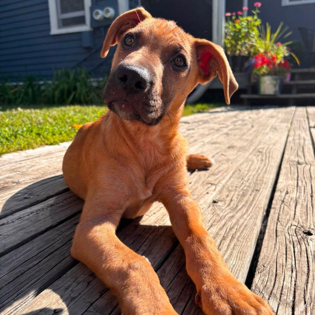 Enlarge Zelda D70883, a Adoptable mixed breed in Minnetonka, MN image 1/6