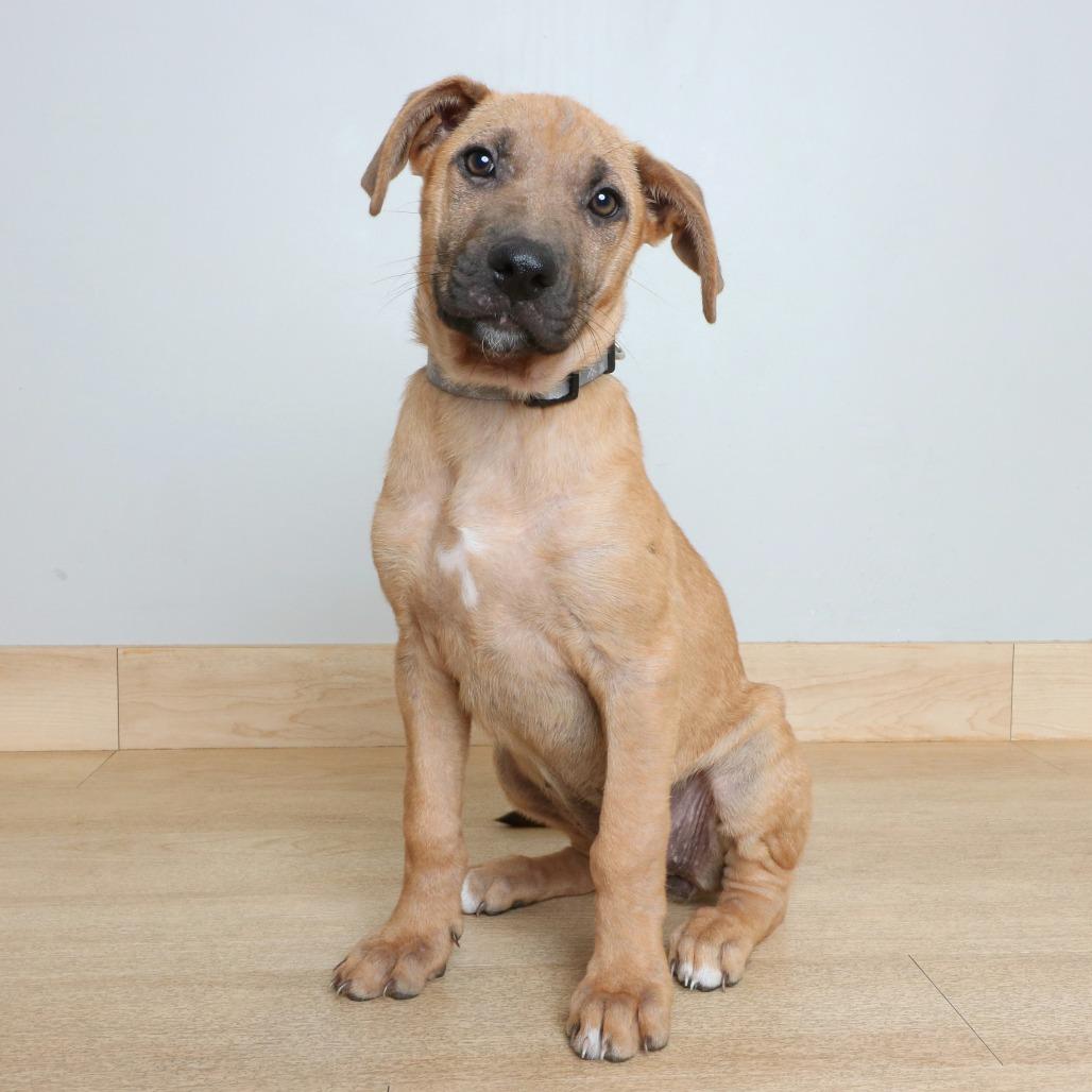 Enlarge Zelda D70883, a Adoptable mixed breed in Minnetonka, MN image 2/6