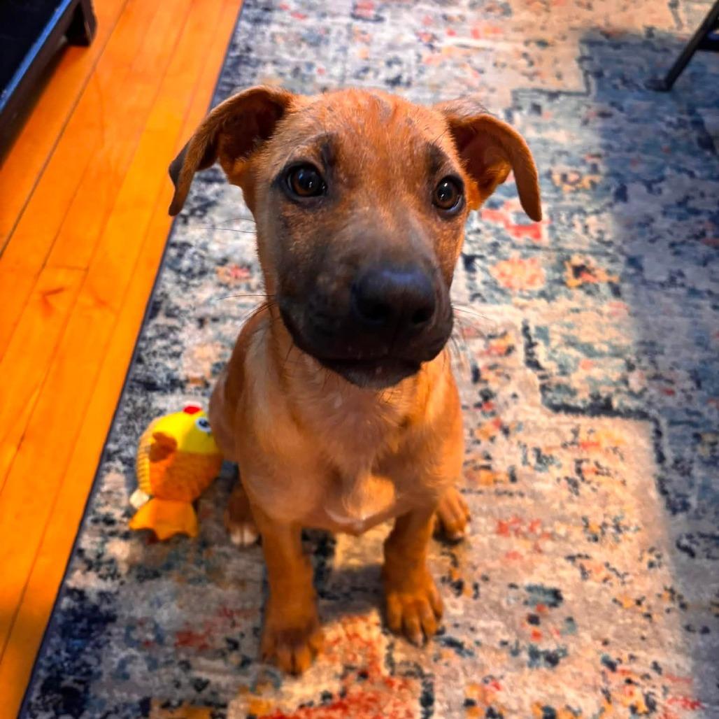 Enlarge Zelda D70883, a Adoptable mixed breed in Minnetonka, MN image 3/6