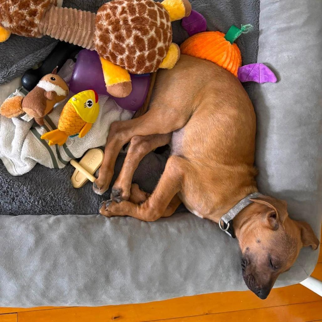 Enlarge Zelda D70883, a Adoptable mixed breed in Minnetonka, MN image 4/6
