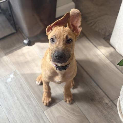 Enlarge Zelda D70883, a Adoptable mixed breed in Minnetonka, MN image 5/6