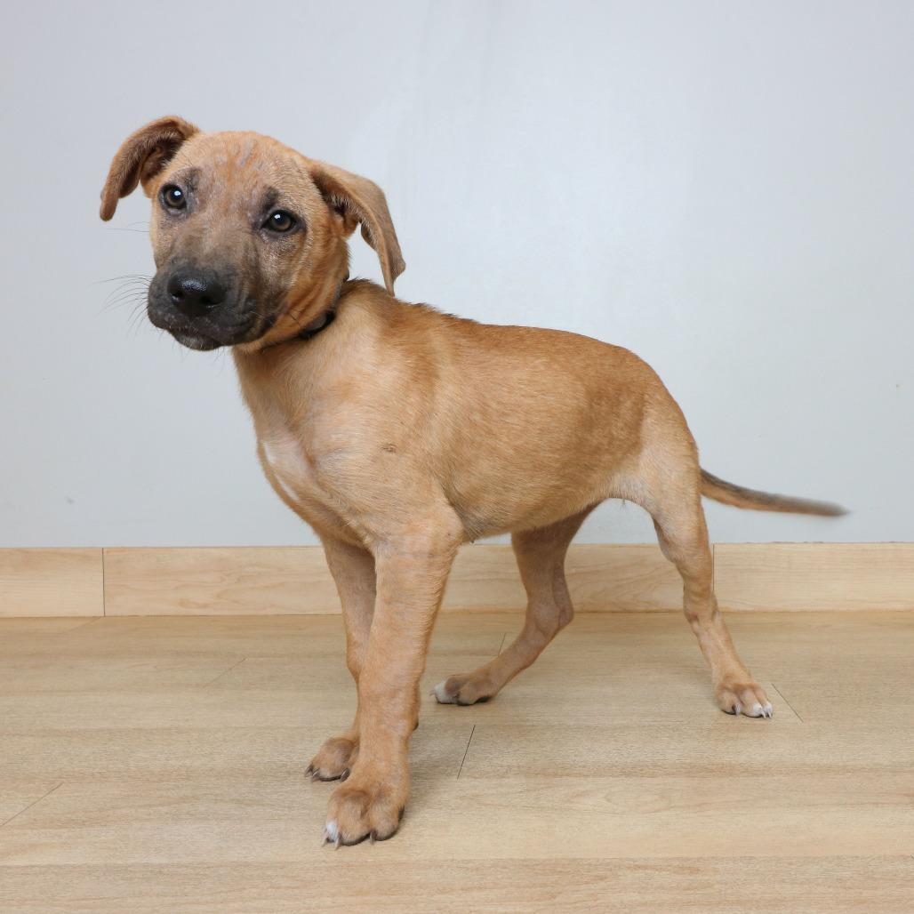Enlarge Zelda D70883, a Adoptable mixed breed in Minnetonka, MN image 6/6
