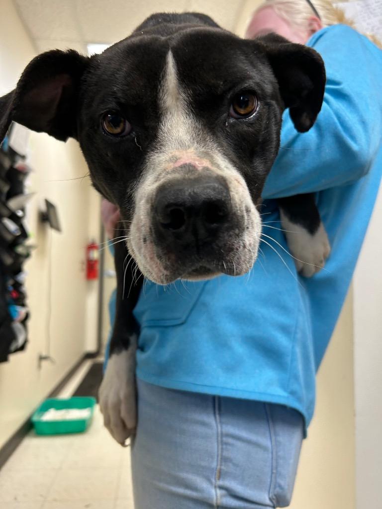 Enlarge Rosie, a Adoptable mixed breed in Mount Gilead, NC image 1/1