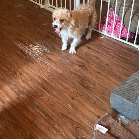 Enlarge Squeak, an adopted Norfolk Terrier in Bowling Green OH, OH image 4/6