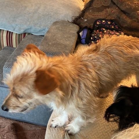 Enlarge Squeak, an adopted Norfolk Terrier in Bowling Green OH, OH image 6/6