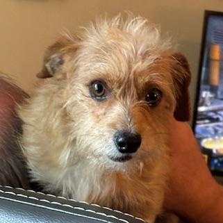 Squeak, adopted, Adult Male Norfolk Terrier.