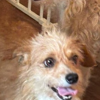 Enlarge Squeak, an adopted Norfolk Terrier in Bowling Green OH, OH image 2/6