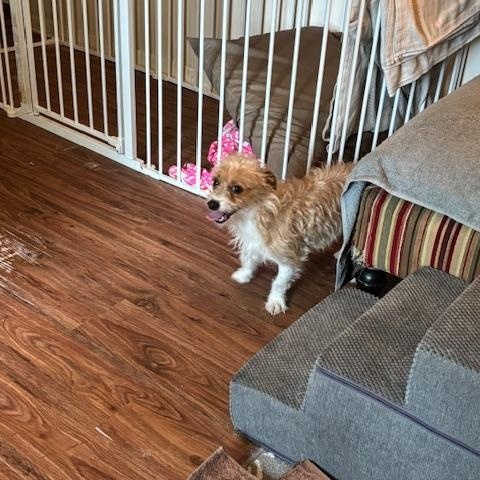 Enlarge Squeak, an adopted Norfolk Terrier in Bowling Green OH, OH image 5/6