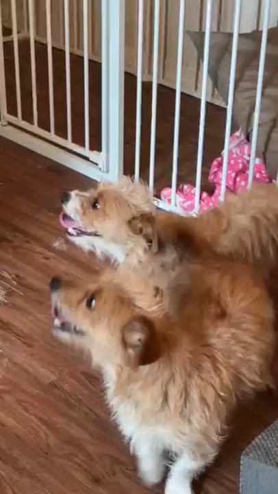 Enlarge Squeak, an adopted Norfolk Terrier in Bowling Green OH, OH video 3/6