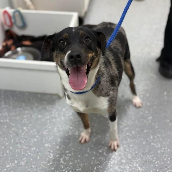 Enlarge Amelia, an adopted mixed breed in Bardstown, KY image 2/4