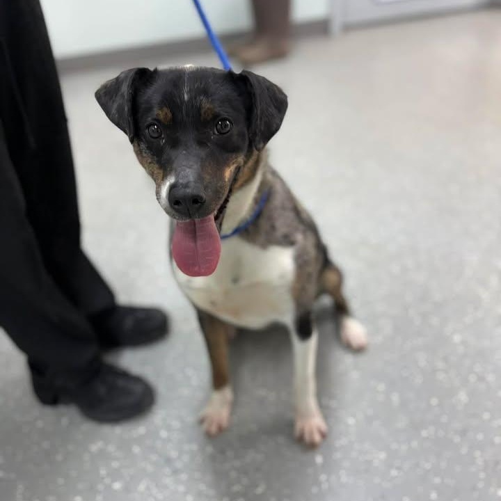 Enlarge Amelia, an adopted mixed breed in Bardstown, KY image 1/4