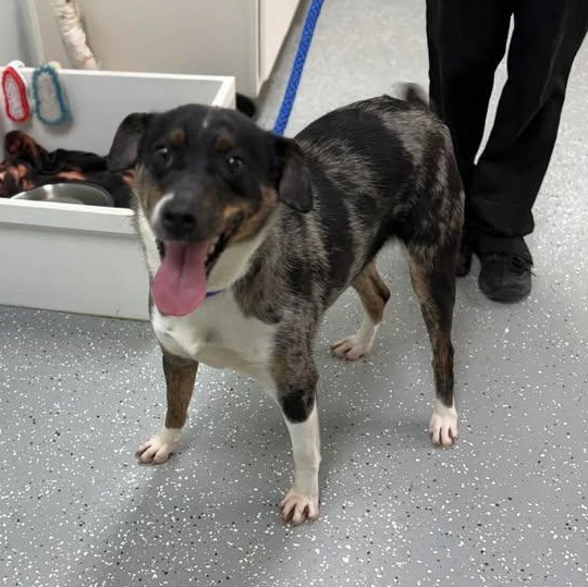 Enlarge Amelia, an adopted mixed breed in Bardstown, KY image 4/4