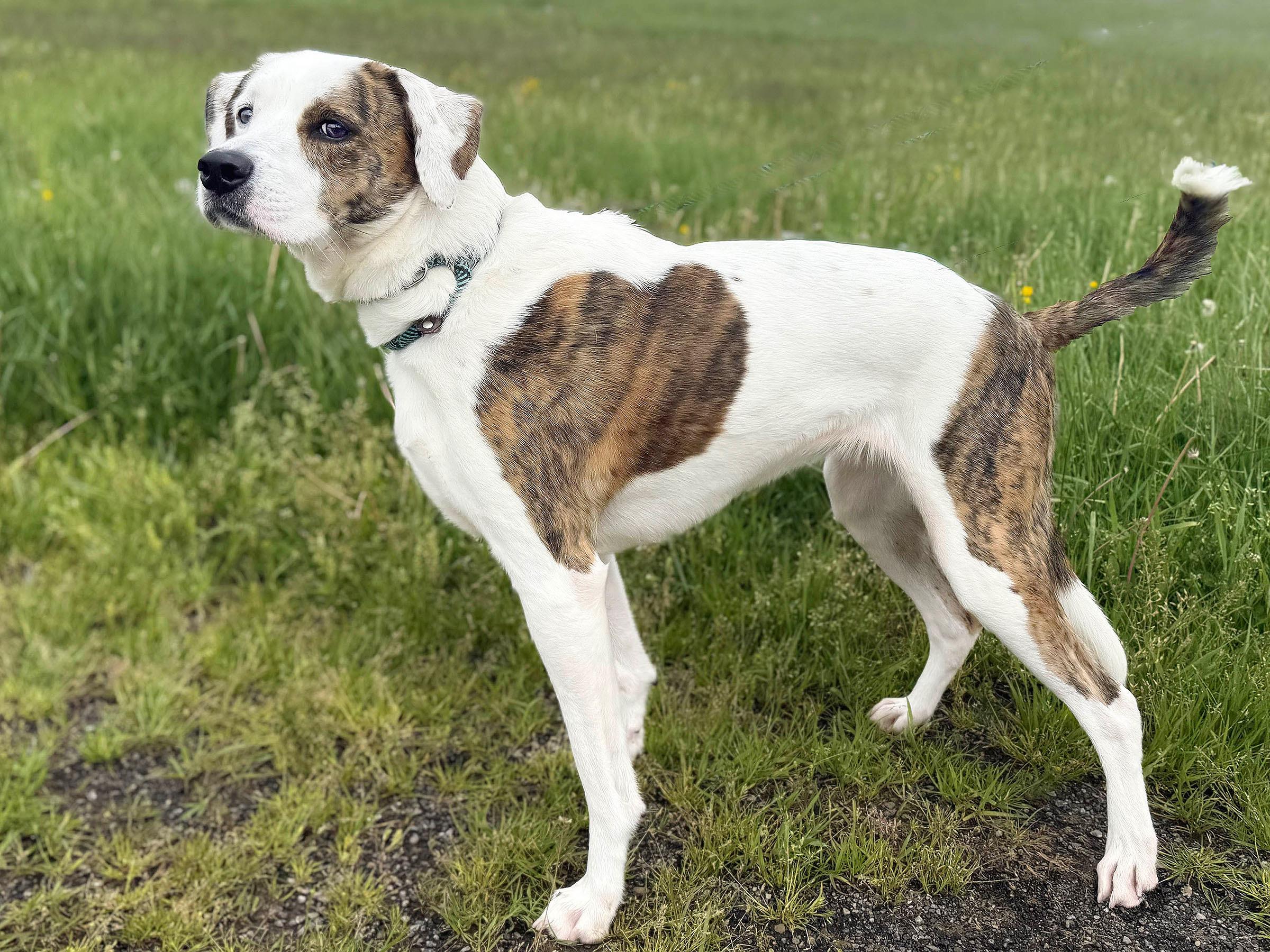 Bailey, ADOPTABLE, Adult Female Hound.