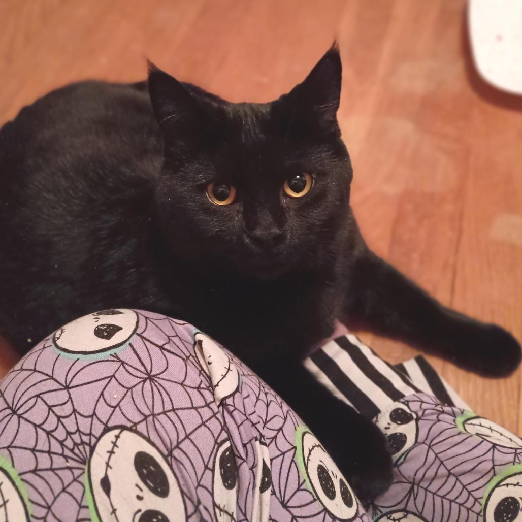 Sassy, Adoptable, Young Female Domestic Short Hair.