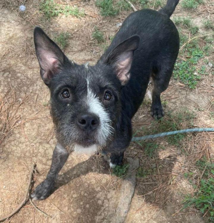 Enlarge Grace, a Adopted mixed breed in Murphysboro, IL image 1/1