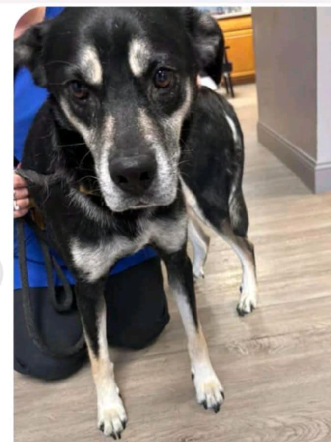 Enlarge Tammy Lynn, a Adopted mixed breed in Seth, WV image 1/1