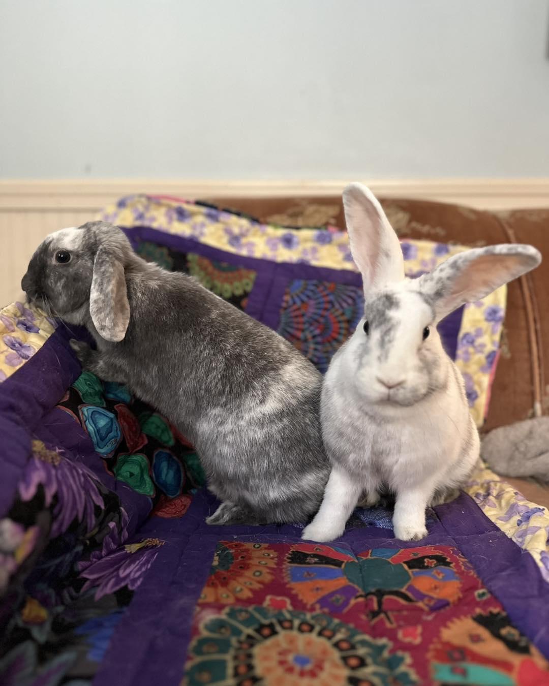 Enlarge Algernon *bonded to Annabelle*, an adopted mixed breed in Norway, ME image 2/4