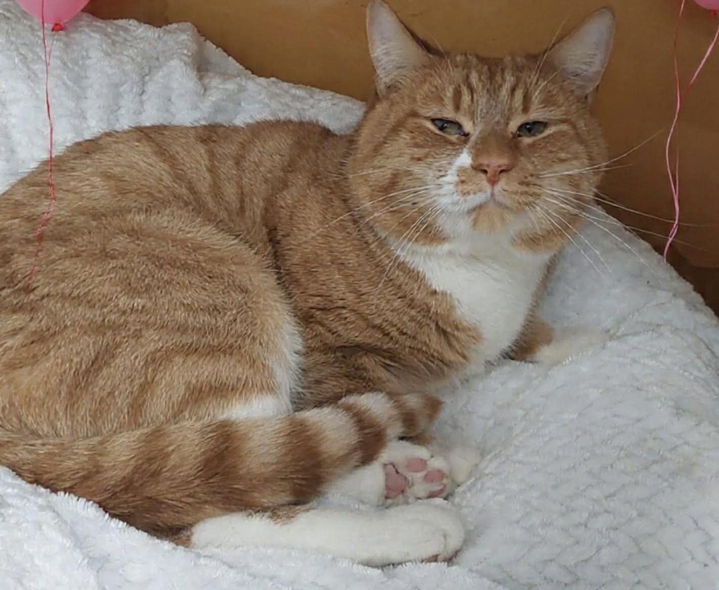 Stripes , a ADOPTABLE Domestic Short Hair in Acushnet, MA image 2/2