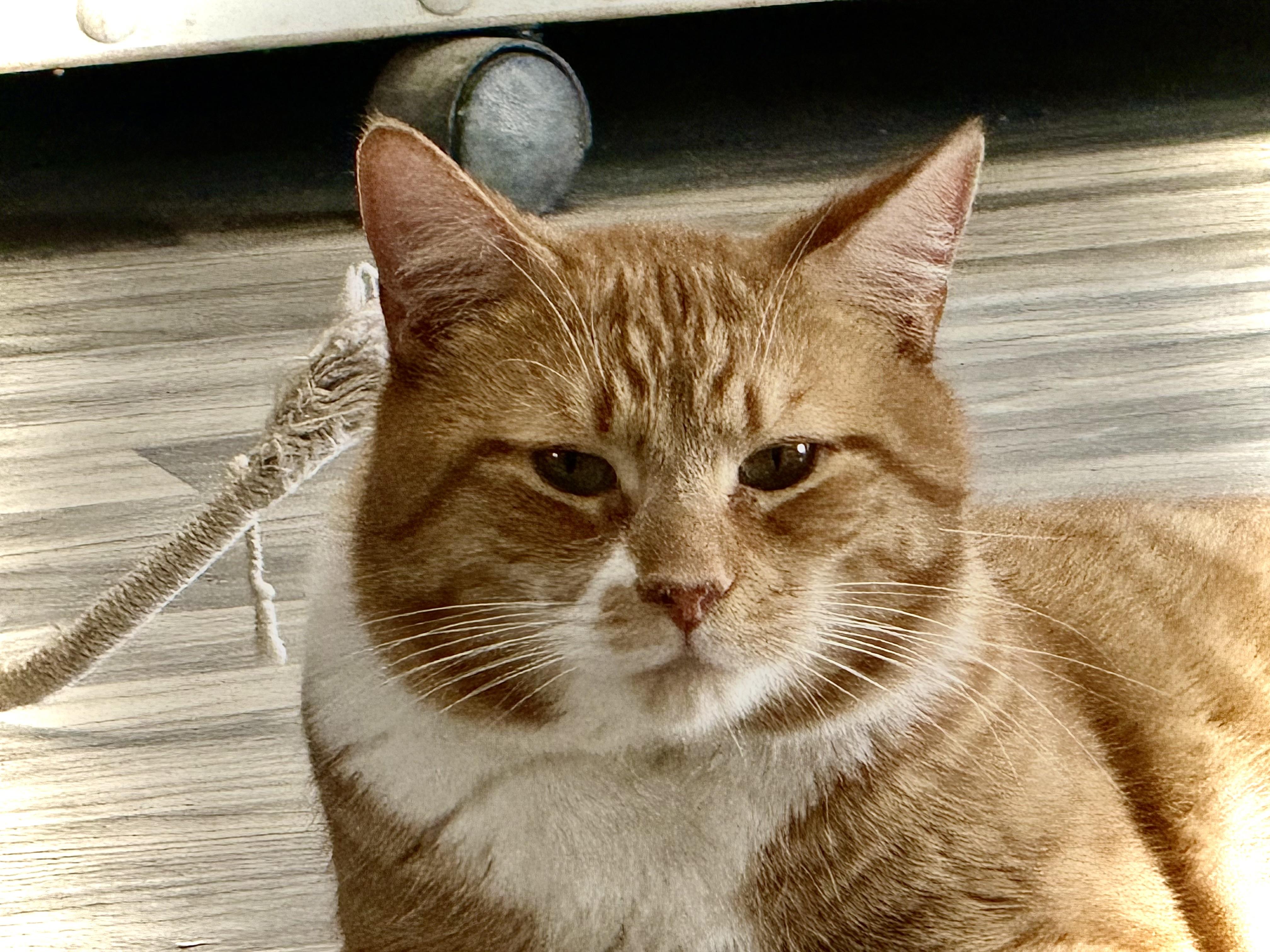 Stripes , ADOPTABLE, Adult Male Domestic Short Hair.