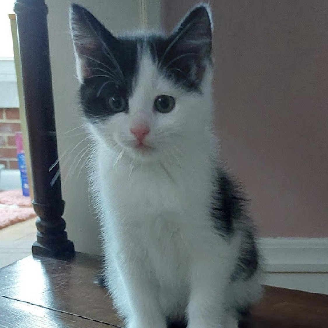 Fae, Baby Female Domestic Short Hair