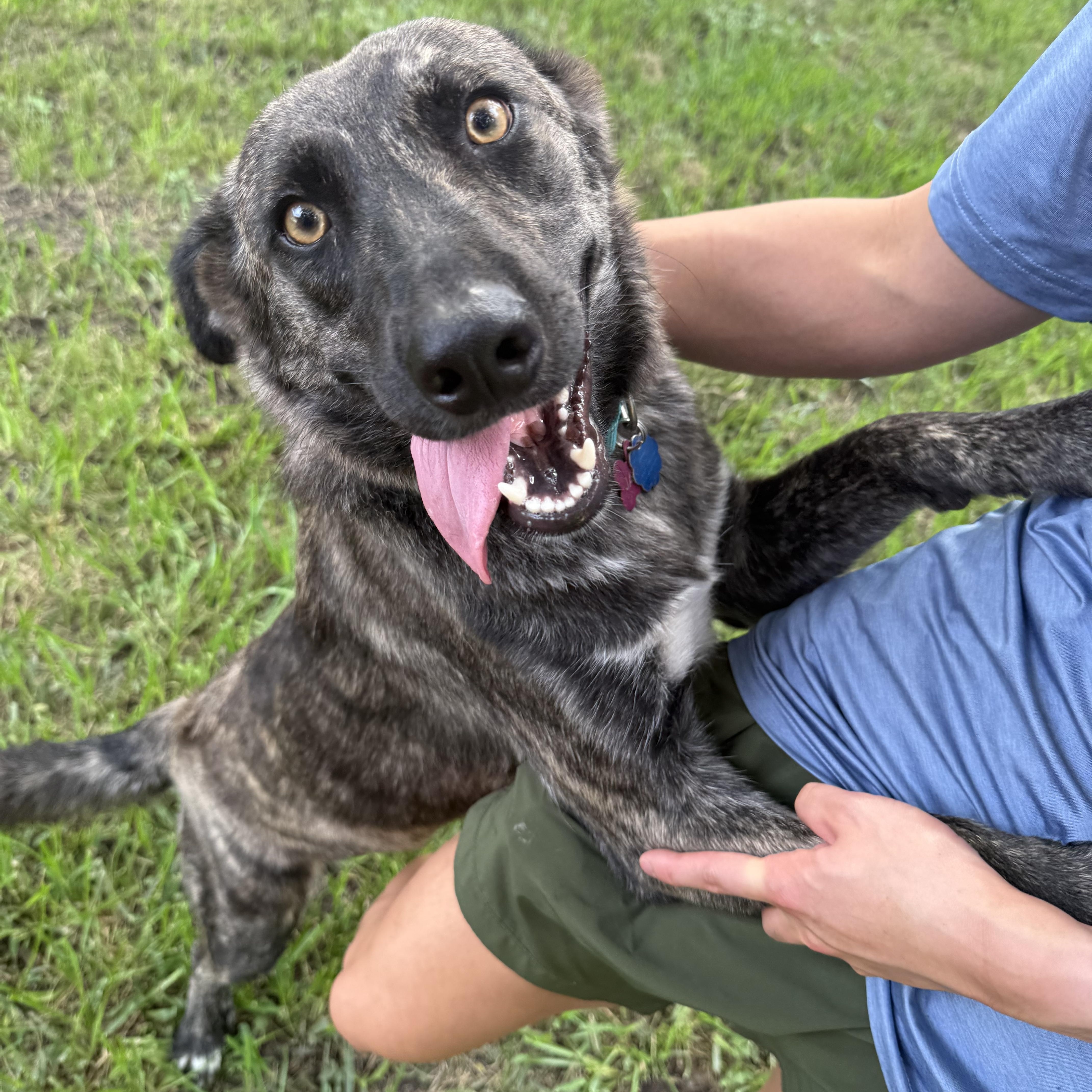 Eevie, Adoptable, Young Female Dutch Shepherd.