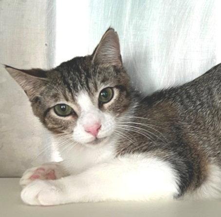 Enlarge Barney, a Adoptable Tabby in Carrollton, GA image 1/3